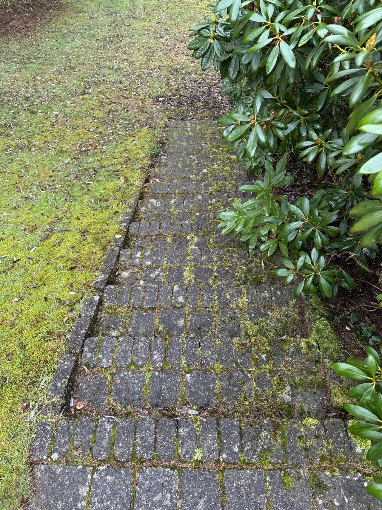 Havegang af betonsten næsten dækket af mos før fliserens i Silkeborg